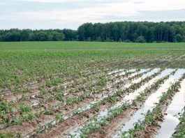 Investigación UCT permite anticipar riesgos agrícolas ante eventos climáticos extremos
