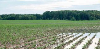 Investigación UCT permite anticipar riesgos agrícolas ante eventos climáticos extremos