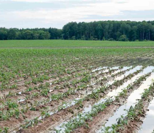 Investigación UCT permite anticipar riesgos agrícolas ante eventos climáticos extremos