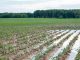 Investigación UCT permite anticipar riesgos agrícolas ante eventos climáticos extremos