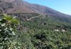 Investigador Elir Rojas: Cambio climático y agua marcan nueva etapa para la industria de la palta chilena Investigador Elir Rojas Cambio climático y agua marcan nueva etapa para la industria de la palta chilena