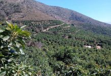 Investigador Elir Rojas: Cambio climático y agua marcan nueva etapa para la industria de la palta chilena Investigador Elir Rojas Cambio climático y agua marcan nueva etapa para la industria de la palta chilena