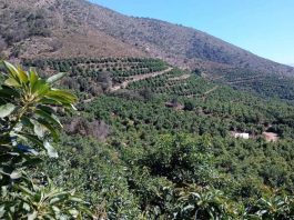 Investigador Elir Rojas: Cambio climático y agua marcan nueva etapa para la industria de la palta chilena Investigador Elir Rojas Cambio climático y agua marcan nueva etapa para la industria de la palta chilena