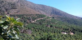 Investigador Elir Rojas Cambio climático y agua marcan nueva etapa para la industria de la palta chilena