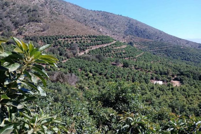 Investigador Elir Rojas Cambio climático y agua marcan nueva etapa para la industria de la palta chilena Investigador Elir Rojas Cambio climático y agua marcan nueva etapa para la industria de la palta chilena
