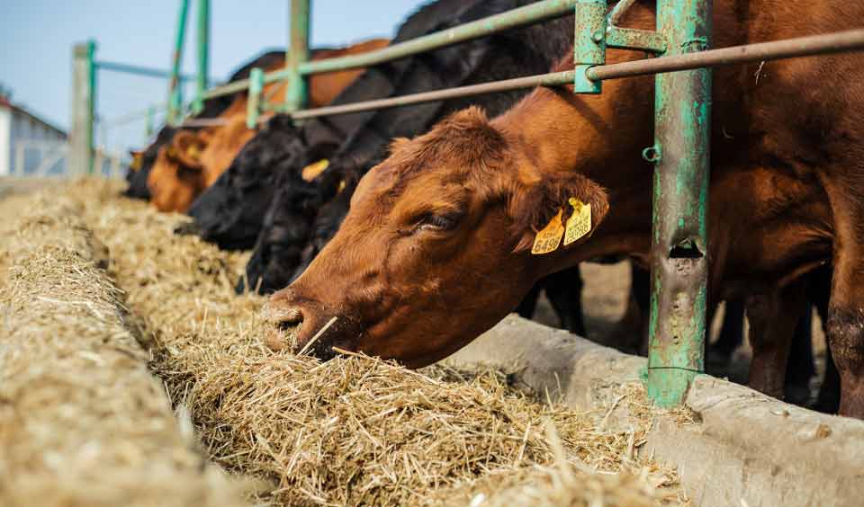 La Comisión Europea suspende las importaciones de carne de Brasil La Comisión Europea suspende las importaciones de carne de Brasil