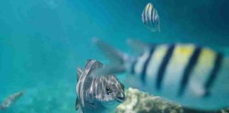 La IA al servicio de la protección de los océanos y las áreas marinas