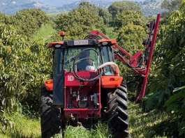 La Poda Aragonesa irrumpe en el aguacate y abre un nuevo modelo de manejo