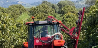 La Poda Aragonesa irrumpe en el aguacate y abre un nuevo modelo de manejo