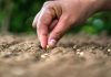La biodiversidad del suelo es ‘vital’