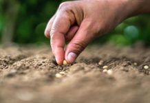 La biodiversidad del suelo es ‘vital’