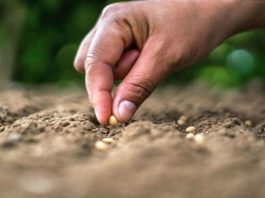La biodiversidad del suelo es ‘vital’
