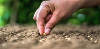 La biodiversidad del suelo es ‘vital’