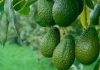 Palta chilena cierra la temporada 2025/26 con 265 mil toneladas de producción Palta chilena cierra la temporada 2025/26 con 265 mil toneladas de producción