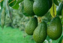 La industria de la palta en México se compromete con una producción libre de deforestación La industria de la palta en México se compromete con una producción libre de deforestación