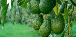 La industria de la palta en México se compromete con una producción libre de deforestación