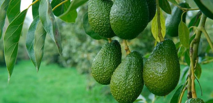 Palta chilena cierra la temporada 2025/26 con 265 mil toneladas de producción Palta chilena cierra la temporada 2025/26 con 265 mil toneladas de producción
