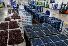 La industria frutícola se reúne en Monticello: Expertos internacionales abordarán clave de arándanos y cerezos