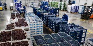 La industria frutícola se reúne en Monticello: Expertos internacionales abordarán clave de arándanos y cerezos