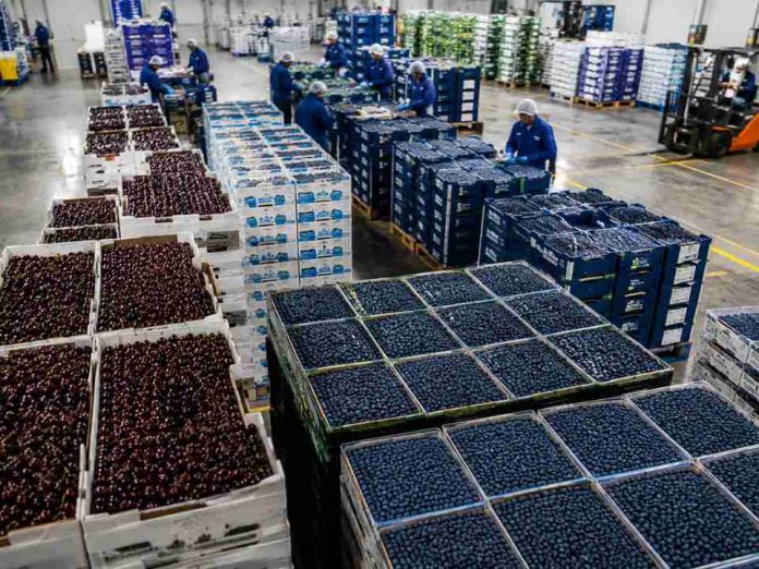 La industria frutícola se reúne en Monticello: Expertos internacionales abordarán clave de arándanos y cerezos