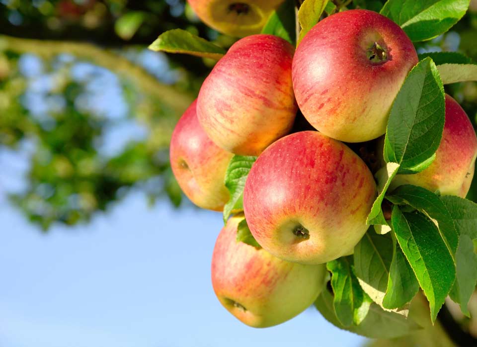 La manzana mantiene precios récord en el mercado interno y complica las exportaciones La manzana mantiene precios récord en el mercado interno y complica las exportaciones