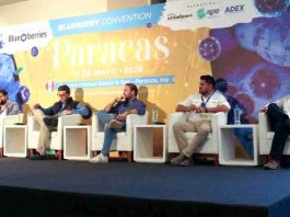 La nueva etapa comercial del arándano en Ica exige más precisión y mejor coordinación