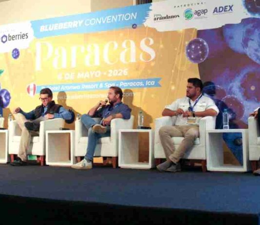 La nueva etapa comercial del arándano en Ica exige más precisión y mejor coordinación