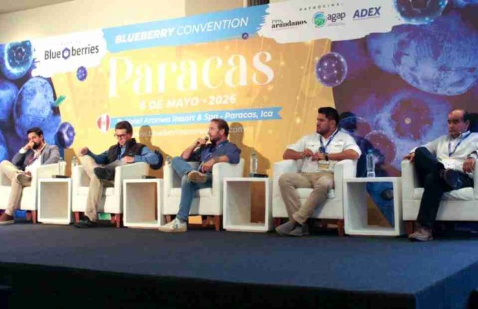 La nueva etapa comercial del arándano en Ica exige más precisión y mejor coordinación