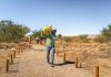 Lomas Bayas y agricultores de Calama celebran nueva cosecha de algarrobo en el Parque Explora