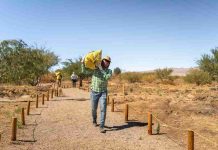 Lomas Bayas y agricultores de Calama celebran nueva cosecha de algarrobo en el Parque Explora