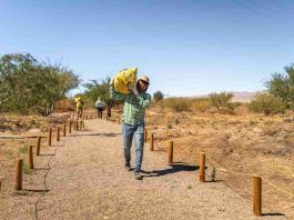 Lomas Bayas y agricultores de Calama celebran nueva cosecha de algarrobo en el Parque Explora