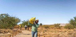 Lomas Bayas y agricultores de Calama celebran nueva cosecha de algarrobo en el Parque Explora