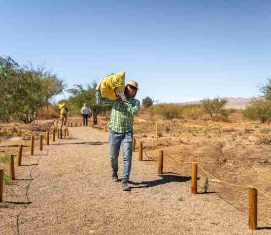 Lomas Bayas y agricultores de Calama celebran nueva cosecha de algarrobo en el Parque Explora