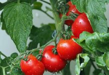 MINISTERIO DE AGRICULTURA LLAMA A AGRICULTORES Y GANADEROS A CONTRATAR A TIEMPO LOS SEGUROS AGROPECUARIOS PARA RESGUARDAR LA PRODUCCIÓN DEL SECTOR