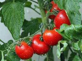 MINISTERIO DE AGRICULTURA LLAMA A AGRICULTORES Y GANADEROS A CONTRATAR A TIEMPO LOS SEGUROS AGROPECUARIOS PARA RESGUARDAR LA PRODUCCIÓN DEL SECTOR