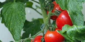 MINISTERIO DE AGRICULTURA LLAMA A AGRICULTORES Y GANADEROS A CONTRATAR A TIEMPO LOS SEGUROS AGROPECUARIOS PARA RESGUARDAR LA PRODUCCIÓN DEL SECTOR