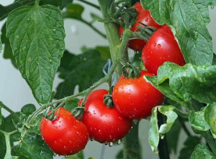 MINISTERIO DE AGRICULTURA LLAMA A AGRICULTORES Y GANADEROS A CONTRATAR A TIEMPO LOS SEGUROS AGROPECUARIOS PARA RESGUARDAR LA PRODUCCIÓN DEL SECTOR