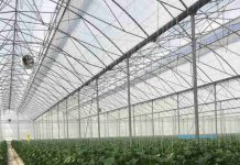 Manejo Integrado de Plagas (MIP) y defensa activa de los cultivos: Arrigoni Group hace frente al reto de las plagas de insectos también en los semilleros hortícolas Manejo Integrado de Plagas (MIP) y defensa activa de los cultivos: Arrigoni Group hace frente al reto de las plagas de insectos también en los semilleros hortícolas
