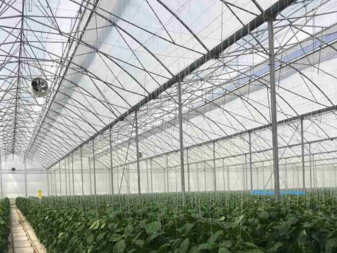 Manejo Integrado de Plagas (MIP) y defensa activa de los cultivos: Arrigoni Group hace frente al reto de las plagas de insectos también en los semilleros hortícolas