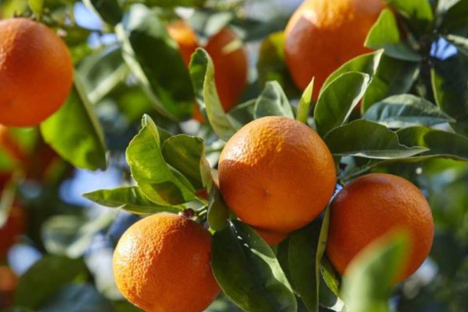 Marruecos | El impulso del sector cítrico marroquí reconfigura el mercado europeo Marruecos El impulso del sector cítrico marroquí reconfigura el mercado europeo