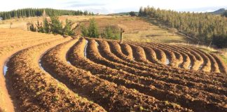 Más de 500 agricultores y agricultoras de Ñuble serán beneficiados por INDAP con más de $1.000 millones para recuperar sus suelos