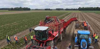Más de 7.700 hectáreas buscan nuevo destino: cuáles son las alternativas para los agricultores remolacheros