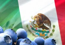 Mexico | Mercado, genética y calidad marcarán la agenda del arándano mexicano en Blueberries México 2026 Mexico Mercado, genética y calidad marcarán la agenda del arándano mexicano en Blueberries México 2026