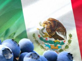 Mexico Mercado, genética y calidad marcarán la agenda del arándano mexicano en Blueberries México 2026