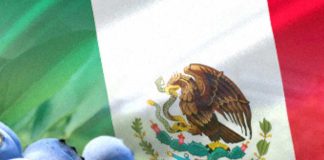Noticia: Mexico | Mercado, genética y calidad marcarán la agenda del arándano...