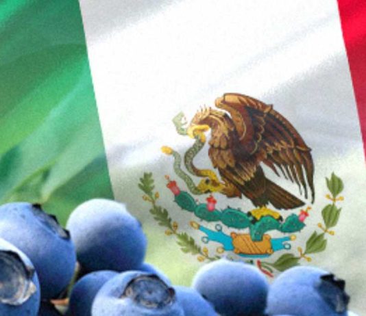 Mexico | Mercado, genética y calidad marcarán la agenda del arándano mexicano en Blueberries México 2026 Mexico Mercado, genética y calidad marcarán la agenda del arándano mexicano en Blueberries México 2026