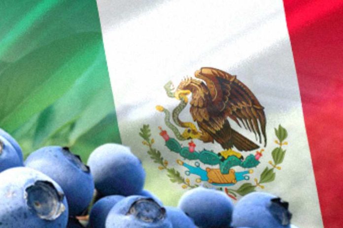Mexico Mercado, genética y calidad marcarán la agenda del arándano mexicano en Blueberries México 2026 Mexico Mercado, genética y calidad marcarán la agenda del arándano mexicano en Blueberries México 2026
