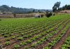 Minagri transfiere más de $1.324 millones en apoyo a agricultores del Biobío ante alza de precios en insumos