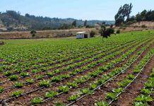 Minagri transfiere más de $1.324 millones en apoyo a agricultores del Biobío ante alza de precios en insumos