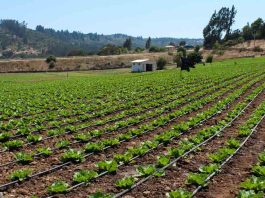 Minagri transfiere más de $1.324 millones en apoyo a agricultores del Biobío ante alza de precios en insumos